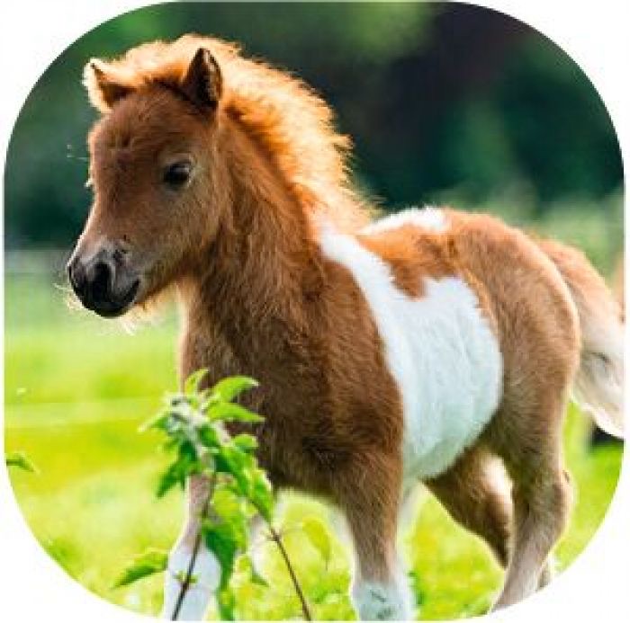 moses Kleine Diashow Pferde Leuchten