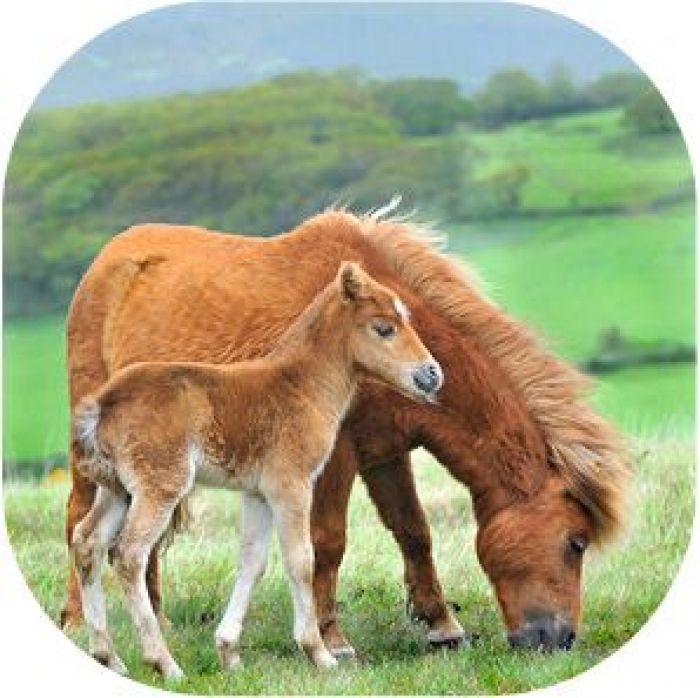 moses Kleine Diashow Pferde Leuchten